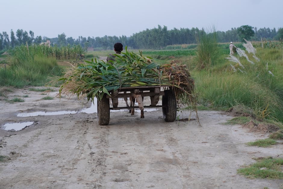 Fermierii primesc avansuri de până la 70% din subvențiile agricole până în 2025!