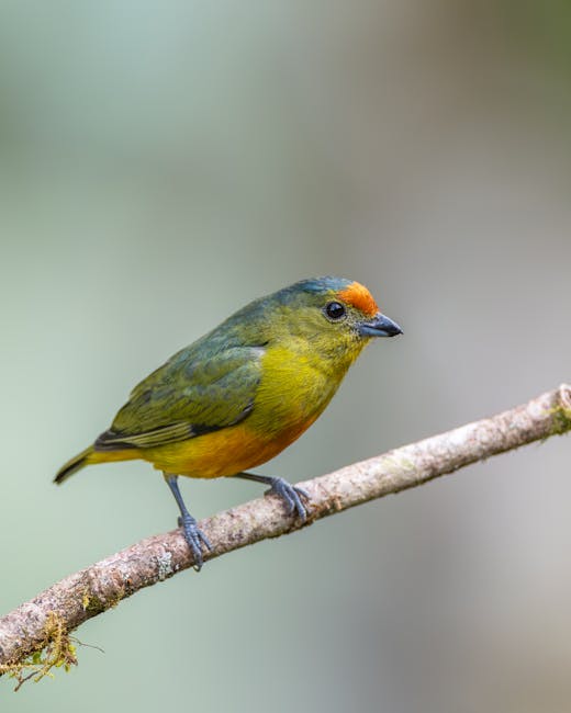 Porumbelul verde cu picioare galbene: o bijuterie a pădurilor tropicale