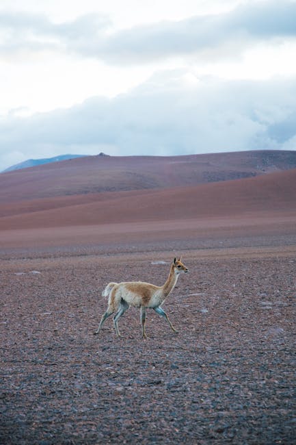 Un miracol floral în deșertul Atacama: 200 de specii de plante înflorite simultan
