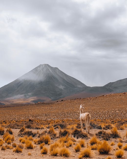 Un miracol floral în deșertul Atacama: 200 de specii de plante înflorite simultan