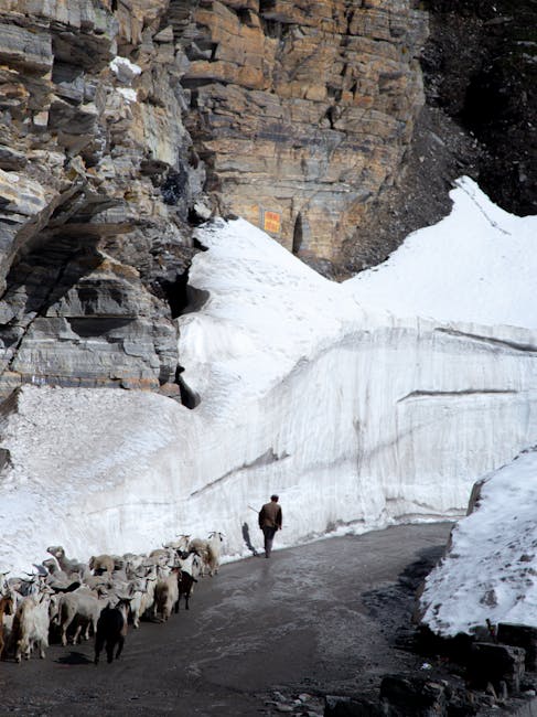 Crescătorii de animale primesc ajutor pe Transalpina: un culoar de trecere pentru turmele de oi