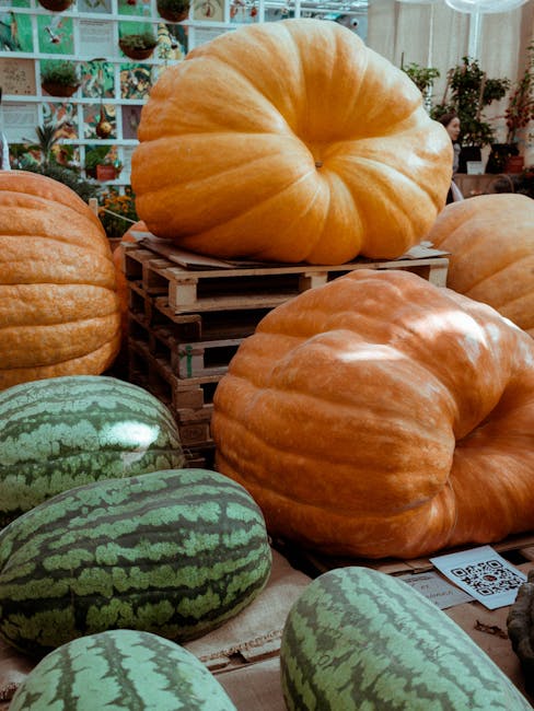 Dovleacul de 220 de kilograme din Mureș, atracția anului pentru localnici