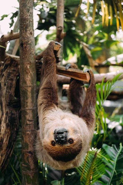Descoperă vulturul șoim schimbător, regele pădurilor tropicale asiatice