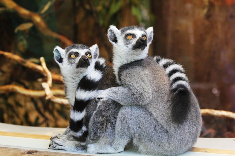 Descoperă ZOO Park la Bistrița: o experiență unică cu animale exotice!