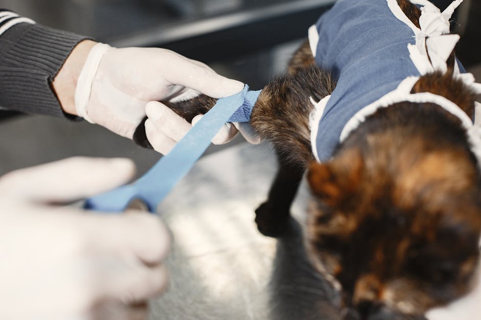Scandal în Cluj: Femeie pretindea că este medic veterinar și a mutilat animale de companie