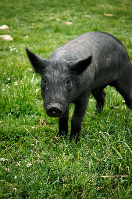 Amendă record pentru o fermă de porci din Avrig din cauza mirosului insuportabil