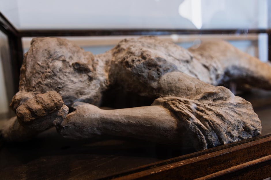 Descoperă Pompeii: o expoziție captivantă la Muzeul Național de Artă Timișoara