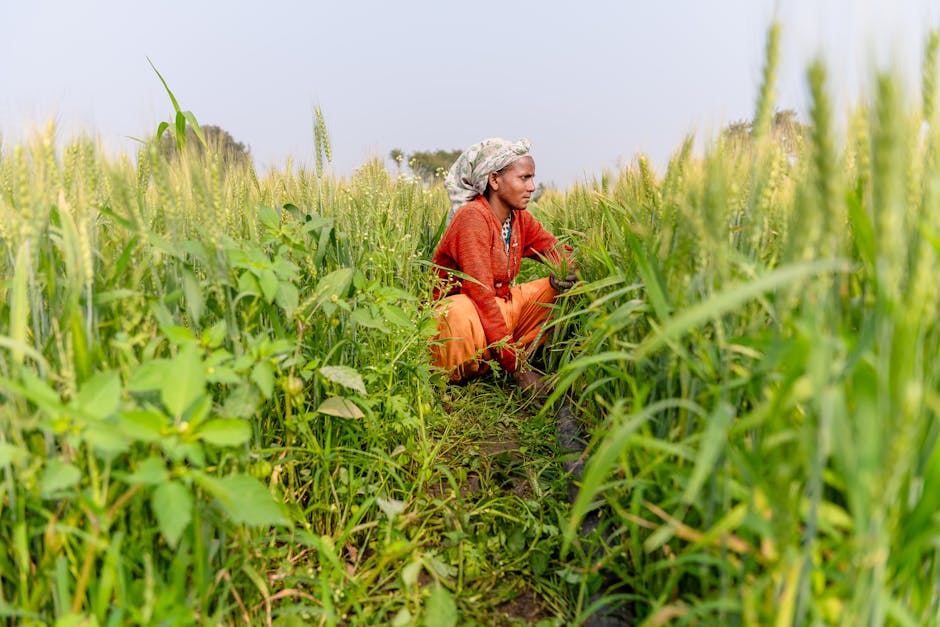 Iași: Ploile întârzie campania agricolă de toamnă, fermierii așteaptă soarele