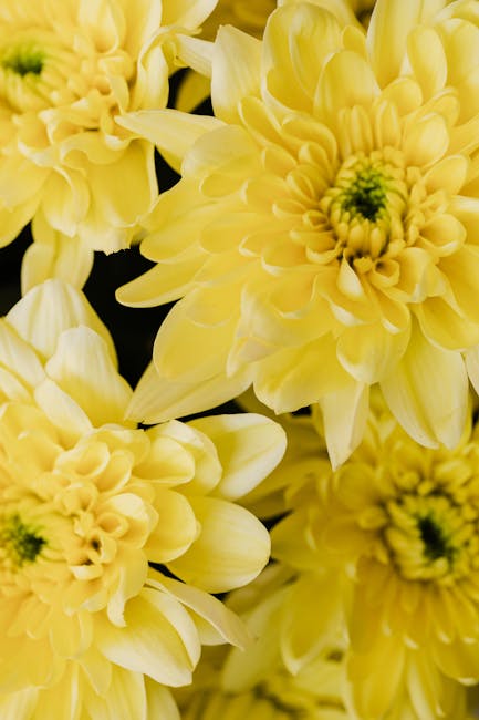 Prinde culorile toamnei la Târgul Florilor din Sărățel!
