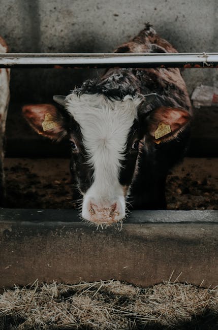 Controale DSVSA Satu Mare: amendă pentru vânzarea ilegală de animale
