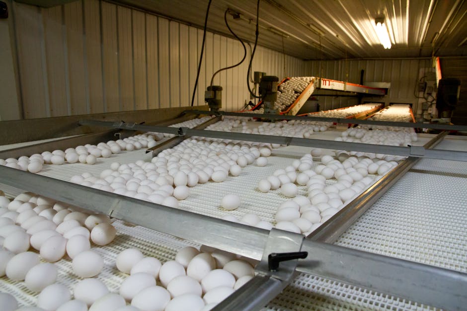 Toneli investește masiv în Argeș: achiziție strategică de active pentru extinderea producției