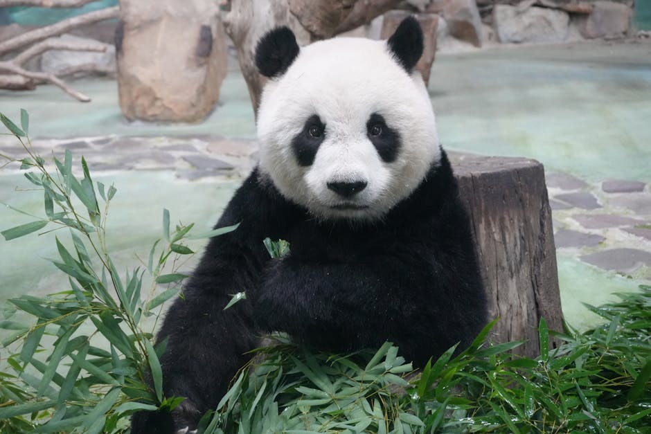 Doi pui de urs orfani găsesc adăpost la Grădina Zoologică din Târgu Mureș
