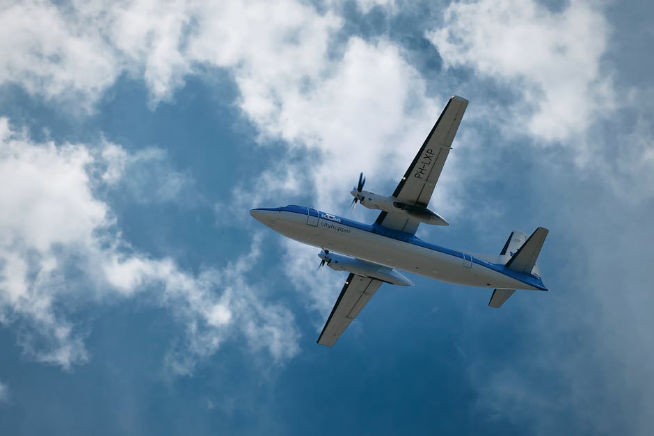 Curtea Europeană clarifică statutul animalelor de companie în transportul aerian
