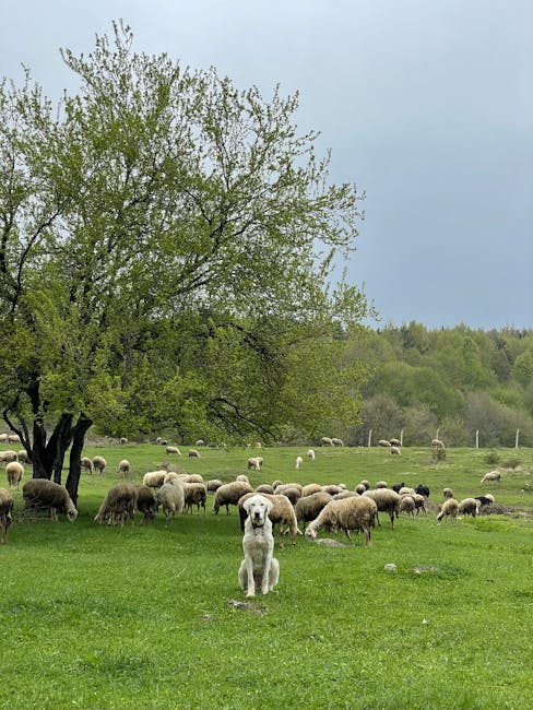 Decizie controversată: Trei rase de câini interzise la păstorit în Miercurea-Ciuc