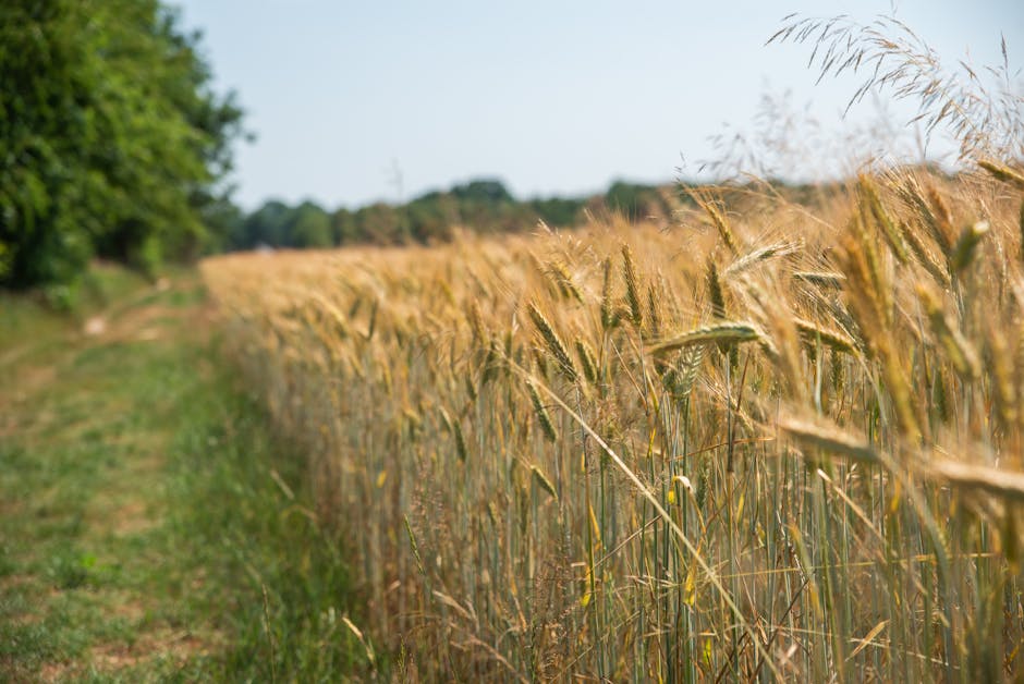 Românii reduc consumul de pâine, în ciuda recoltelor record de grâu