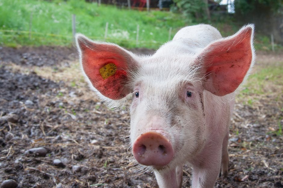 Alertă dublă pentru fermierii din Constanța: focar de pestă porcină și invazie de șoareci