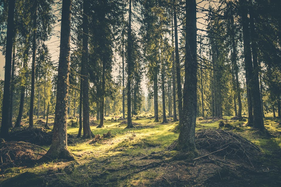 Cercetați pentru furt de lemn: patru bărbați reținuți în Bihor