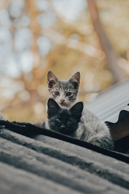 Descoperă pisici adorabile în căutarea unei familii la Ziua Adopției
