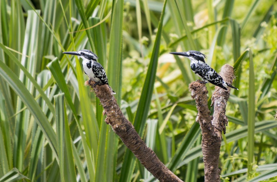 Descoperă kingfisherul cu bandă: Pasărea care încântă jungla tropicală