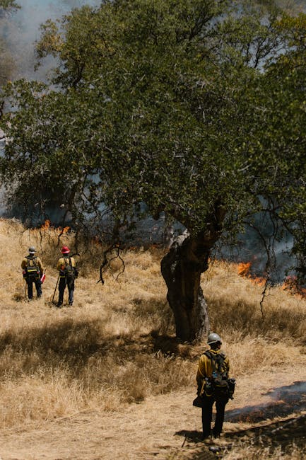 Incendiul din Parcul Național Domogled: Eforturi intense de stingere