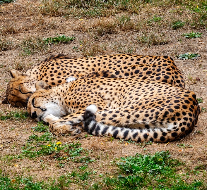 Descoperă fascinanta zi dedicată leopardului zăpezilor la Grădina Zoologică Brașov