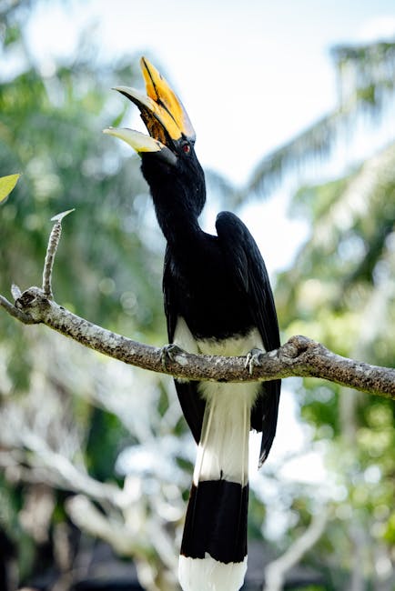 Descoperă frumusețea ascunsă a trogonului lui Whitehead din Borneo