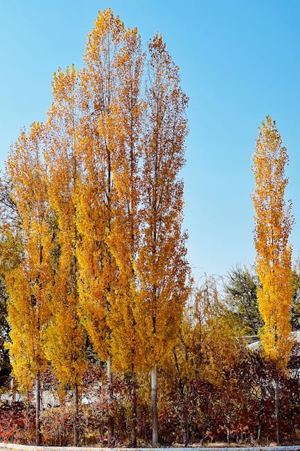 Sibiul se pregătește pentru primăvară: 500 de arbori și 14.000 de flori vor transforma orașul