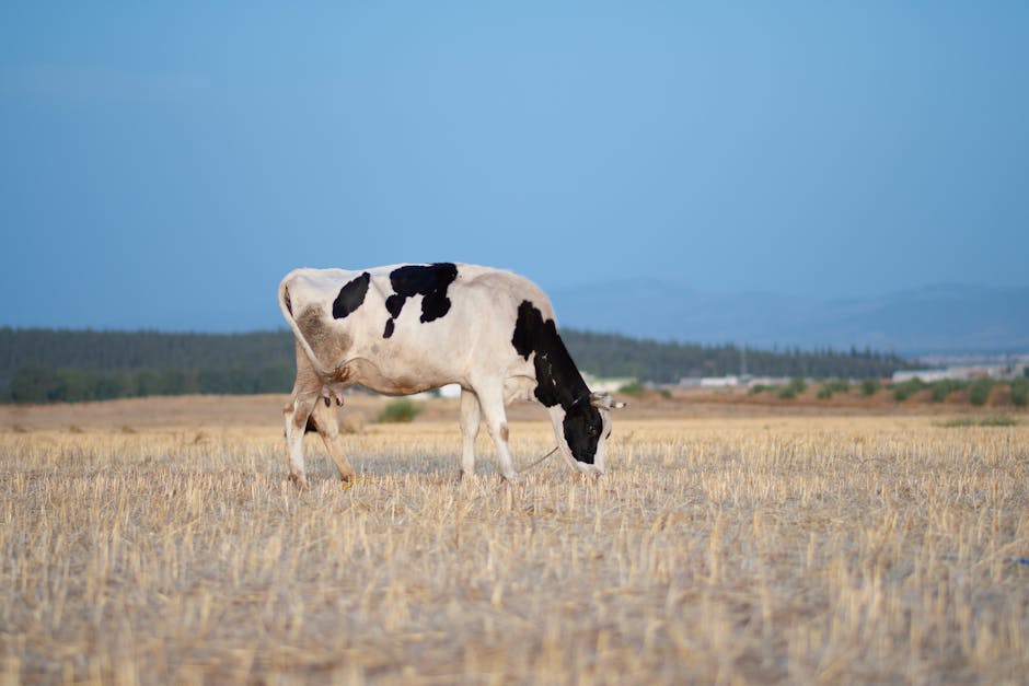 România își extinde orizonturile comerciale cu noi piețe pentru produsele de origine animală