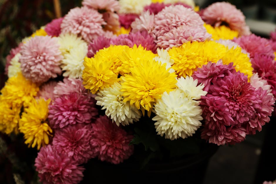Descoperă florile de toamnă care învăluie Sibiul în culori vibrante