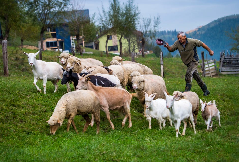 Crescătorii de ovine discută soluții cu vicepremierul Tánczos Barna