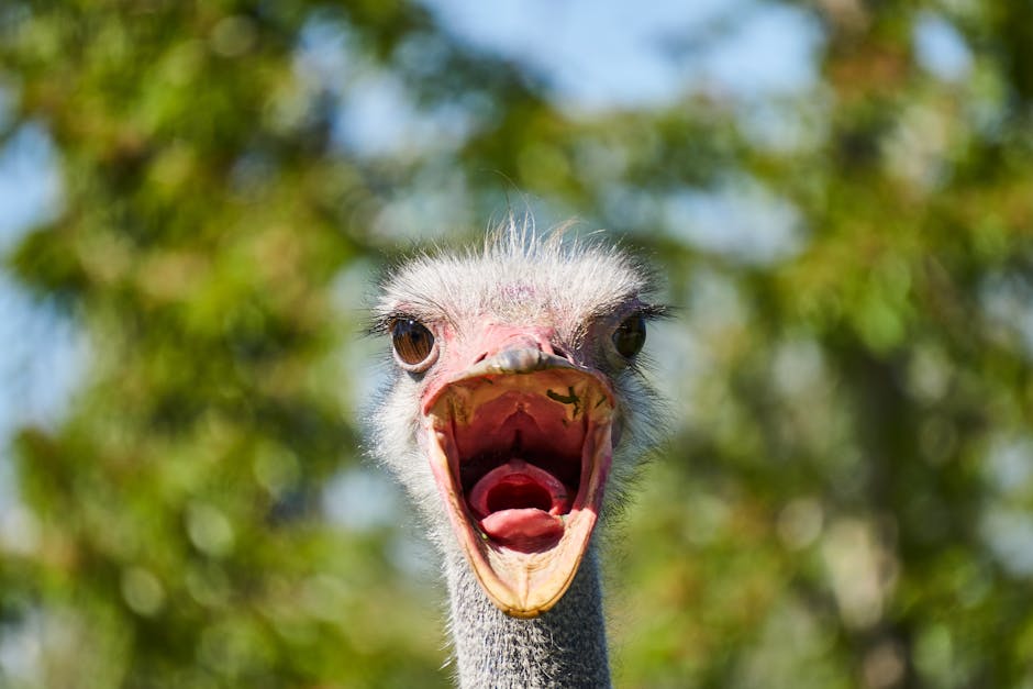Descoperă cele mai amuzante momente din sălbăticie: finaliștii competiției Comedy Wildlife