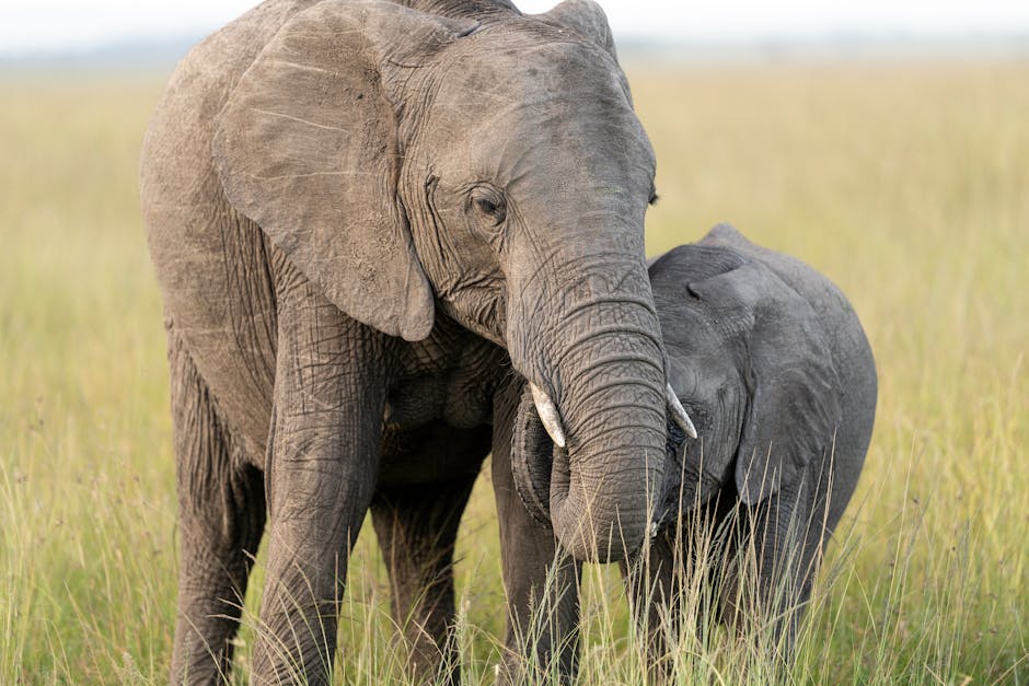 Zambia: O națiune bogată în resurse naturale sărbătorește Ziua Națională