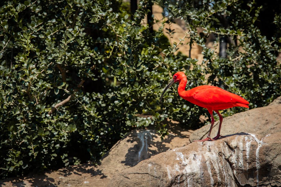 Descoperiți Scarlet Ibis, pasărea tropicală cu un colorit fascinant