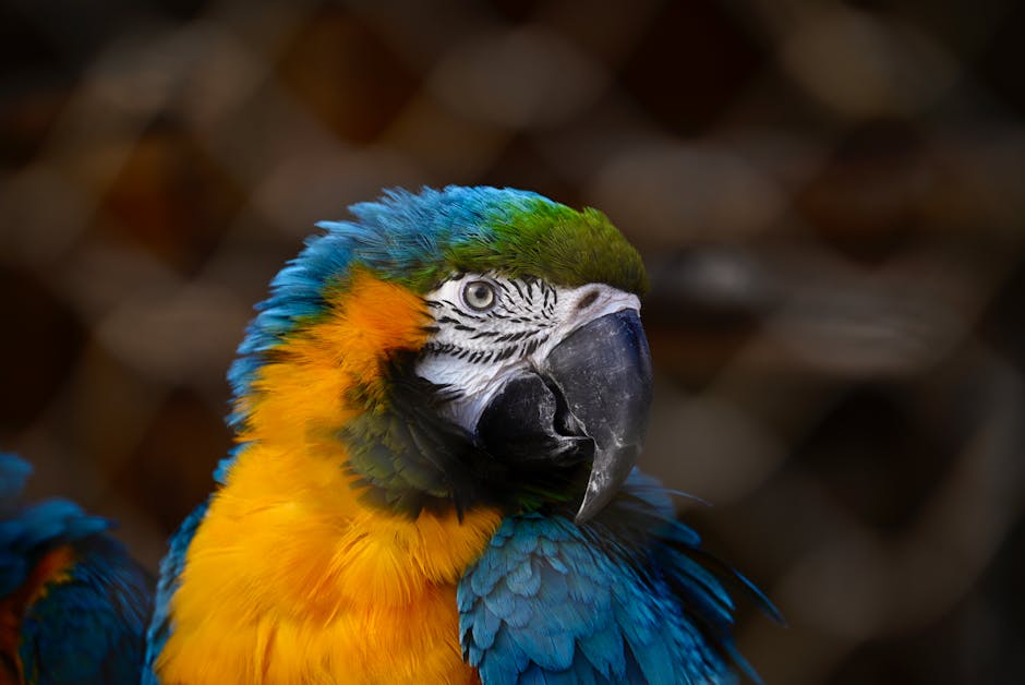 Un eveniment captivant dedicat pasionaților de animale în Orăștie