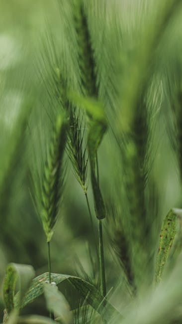 18 ferme din România devin exemple de bune practici în agricultură durabilă