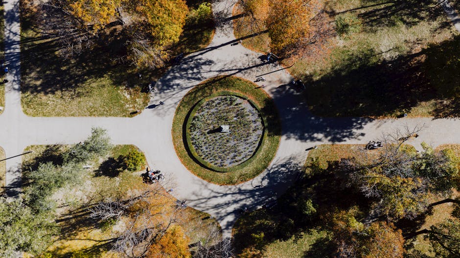 Timișoara devine mai verde: 2.500 de arbori noi în toamna aceasta