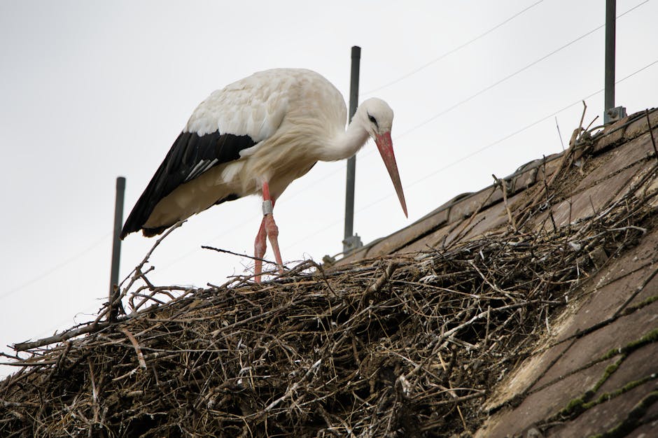 Brașov renunță la artificii de Revelion pentru a proteja animalele