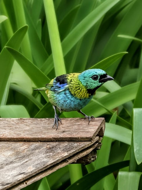 Descoperiți misterul melodios al solitarului cu față neagră din pădurile tropicale