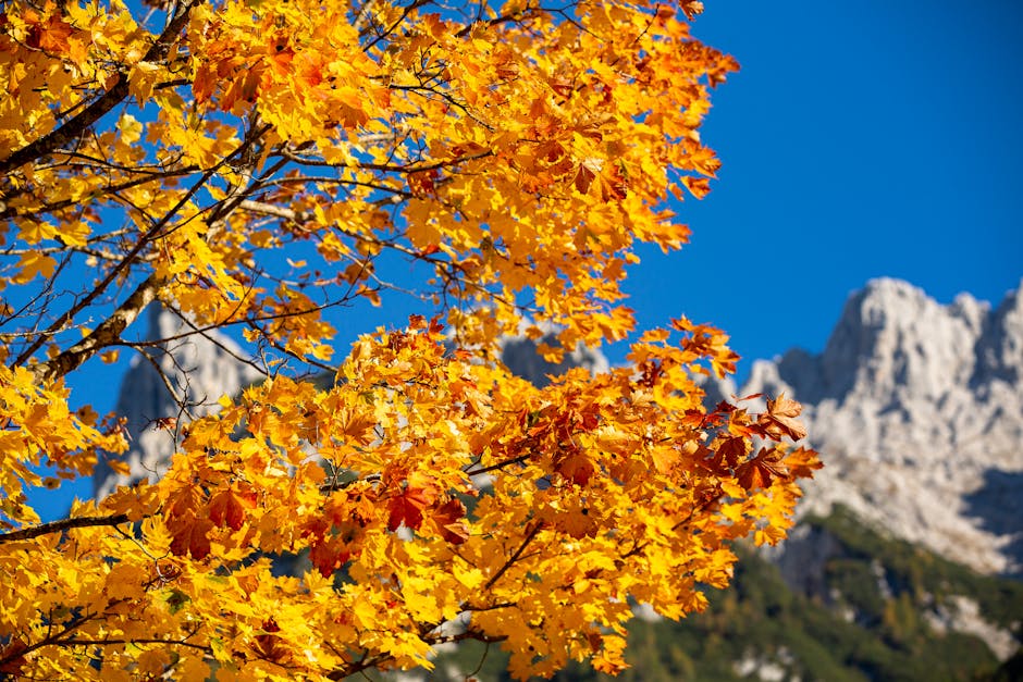 Descoperă splendorile toamnei în Maramureș: un spectacol de culori