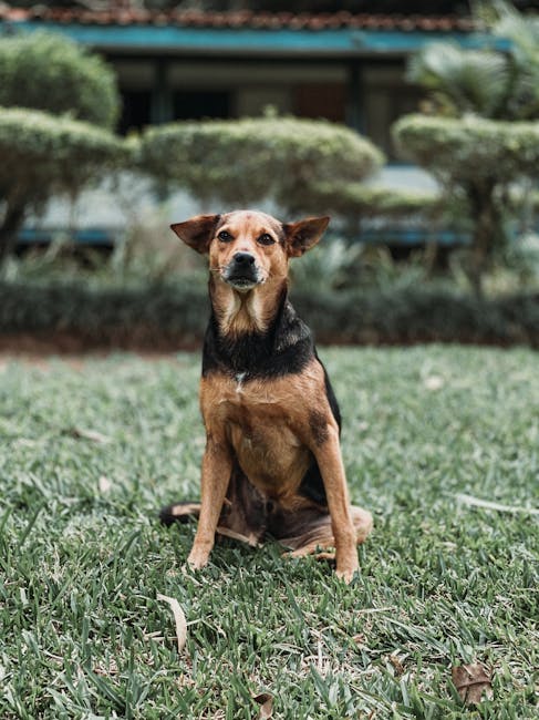 Doi câini agresivi terorizează locuitorii din Cluj: apel la intervenția autorităților