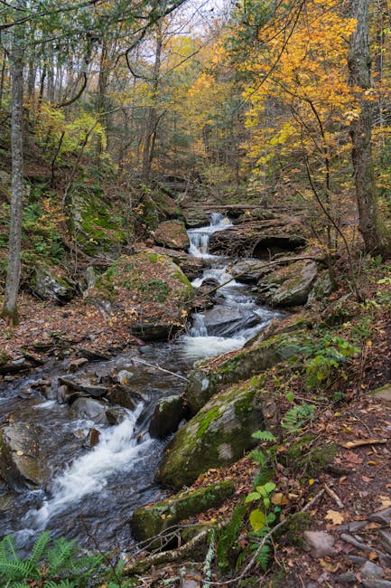 Descoperă comorile ascunse ale Gorjului: O expediție în inima naturii