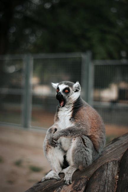 Descoperă magia lemurilor cu coadă inelată la Brașov