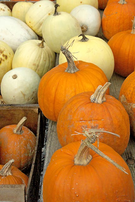 Dovlecii: vedetele toamnei în piețe și restaurante