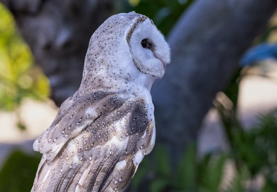 Descoperă ciocănitoarea răsăriteană: o pasăre fascinantă din Australia