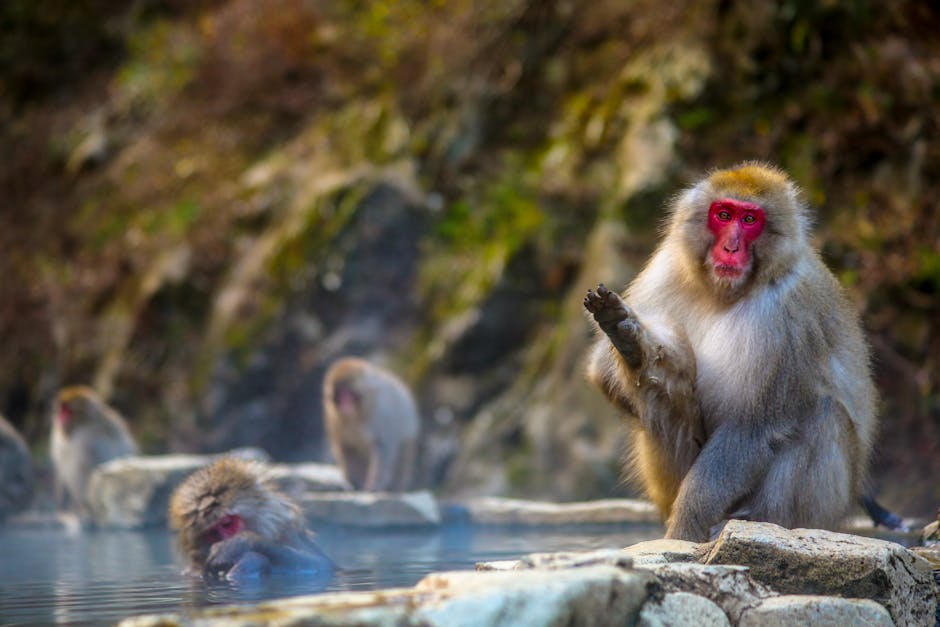 Incident bizar în Mississippi: maimuțe de laborator au evadat din camionul răsturnat