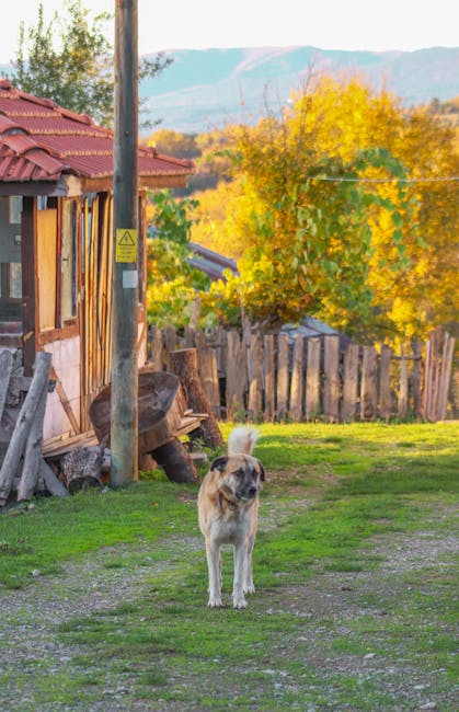 Un bărbat din Galați, acuzat de uciderea câinelui adoptat de la vecină