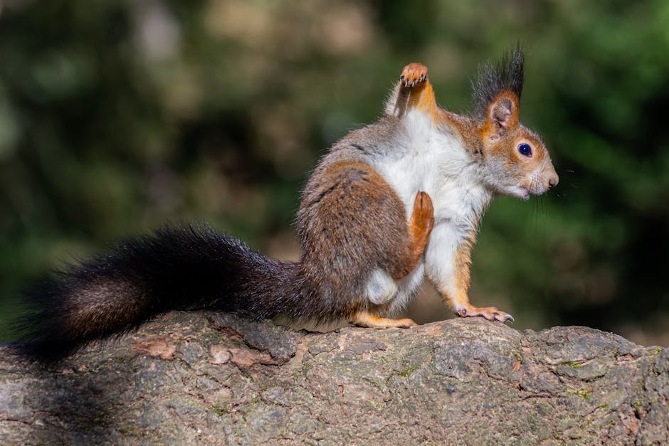 Imagini rare: trei pui de pisică sălbatică surprinși în pădurile Sucevei