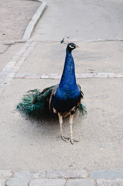 Fonduri europene de 11,38 milioane de euro pentru revitalizarea parcurilor urbane