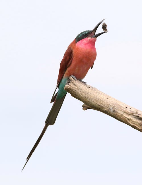 Episcopul roșu de sud: bijuteria savanelor africane