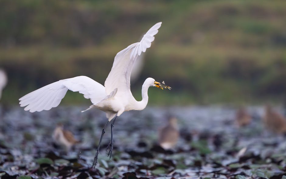 Pescarul din Caraș-Severin eliberează un somn uriaș de 2,26 metri!